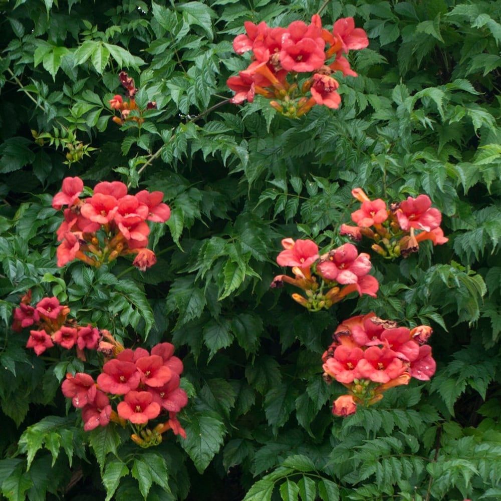 Madame Galen Trumpet Vine