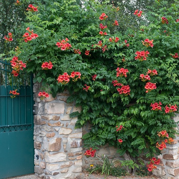 Madame Galen Trumpet Vine
