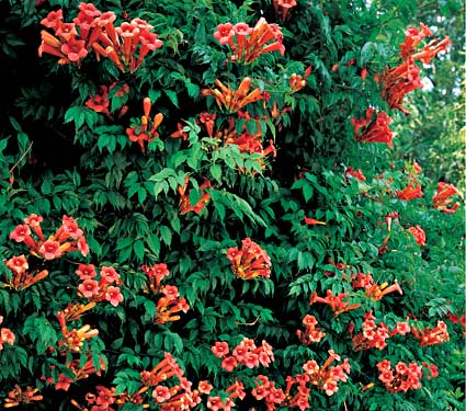 Madame Galen Trumpet Vine