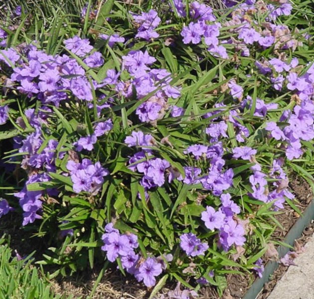 Katie Purple Dwarf Mexican Petunia