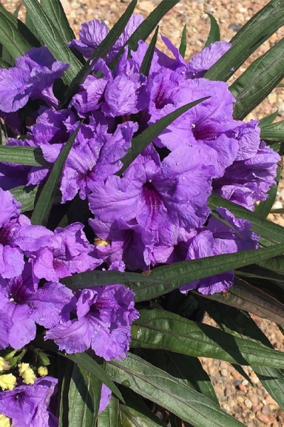 Katie Purple Dwarf Mexican Petunia
