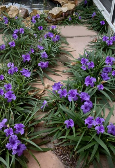 Katie Purple Dwarf Mexican Petunia