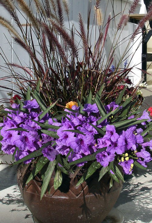 Katie Purple Dwarf Mexican Petunia