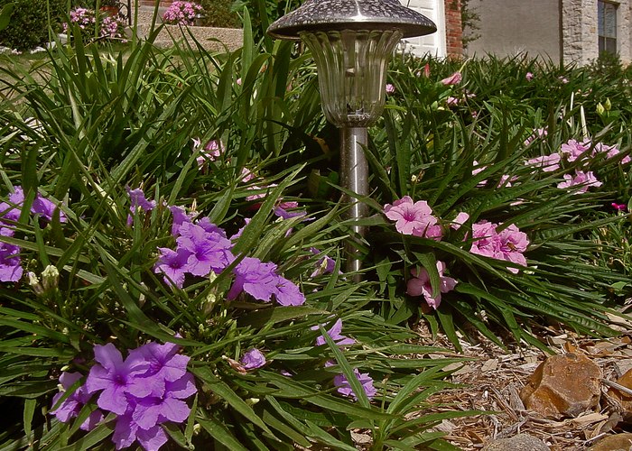 Katie Purple Dwarf Mexican Petunia