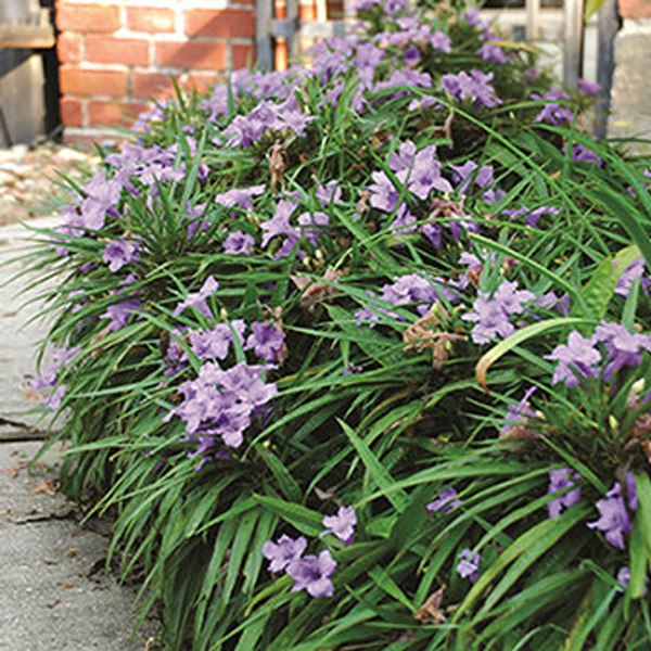 Katie Purple Dwarf Mexican Petunia