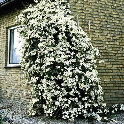 Grandiflora Montana Clematis