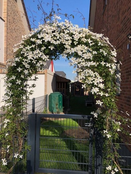 Grandiflora Montana Clematis