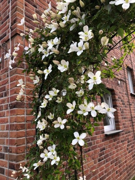 Grandiflora Montana Clematis