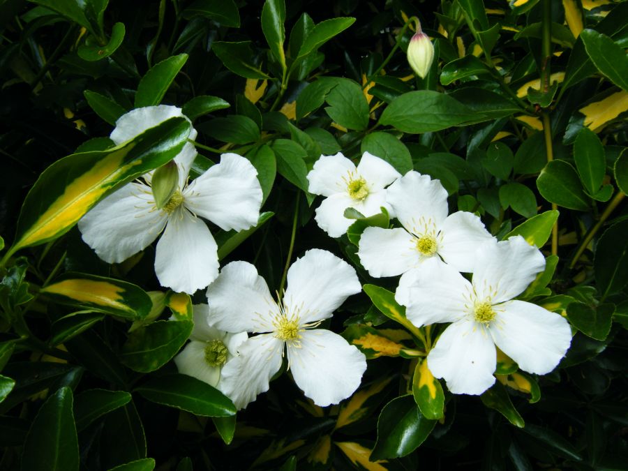 Grandiflora Montana Clematis