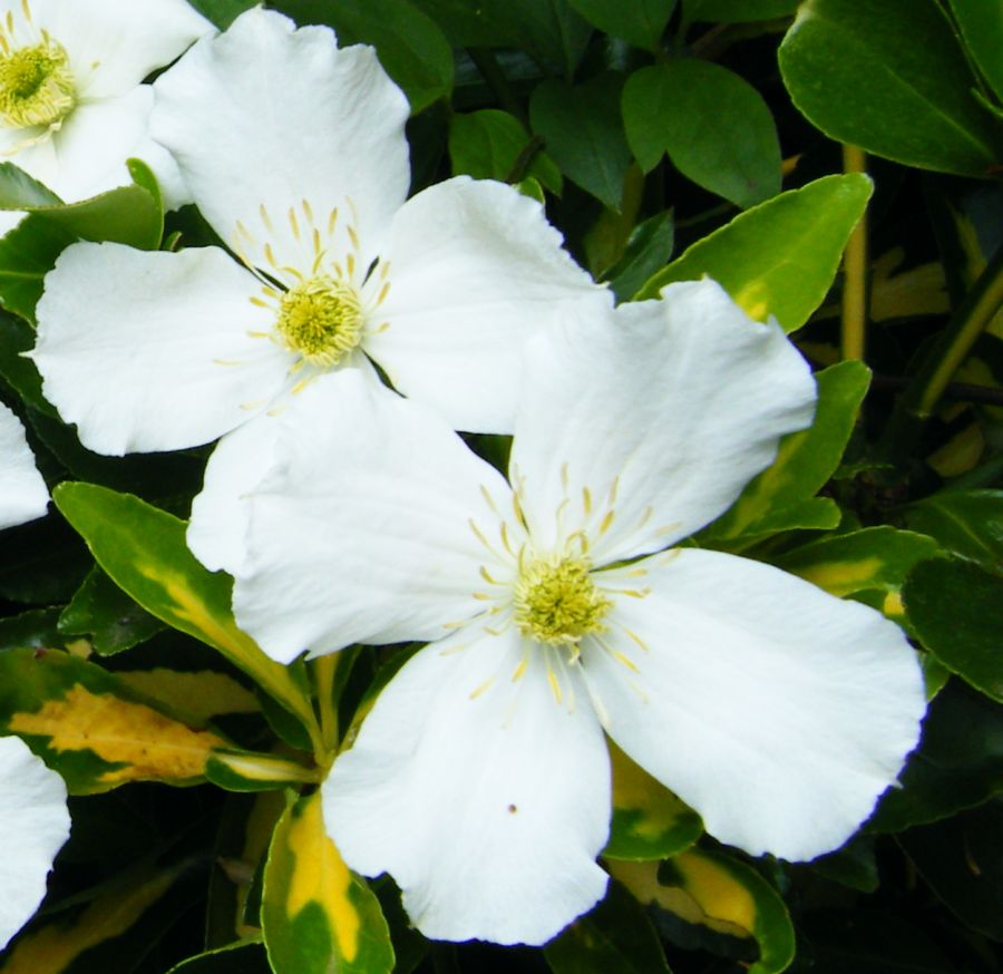 Grandiflora Montana Clematis