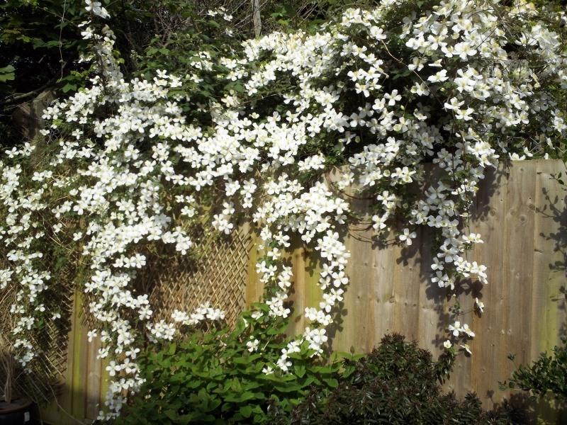 Grandiflora Montana Clematis