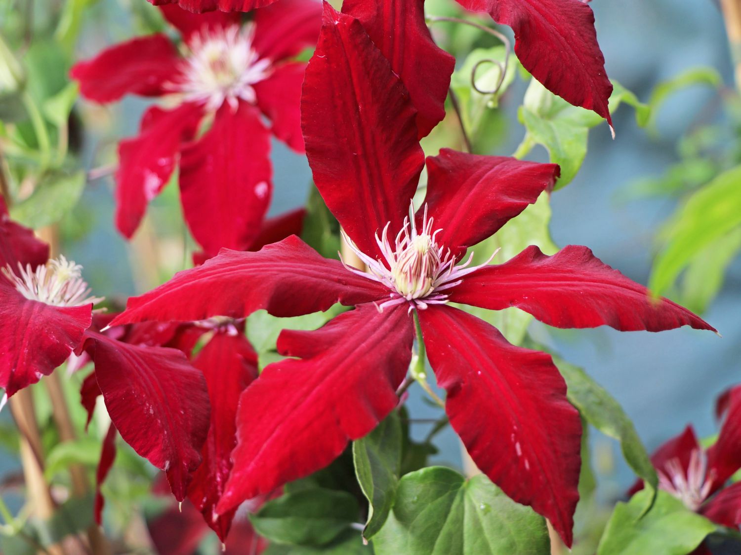 Rebecca Clematis