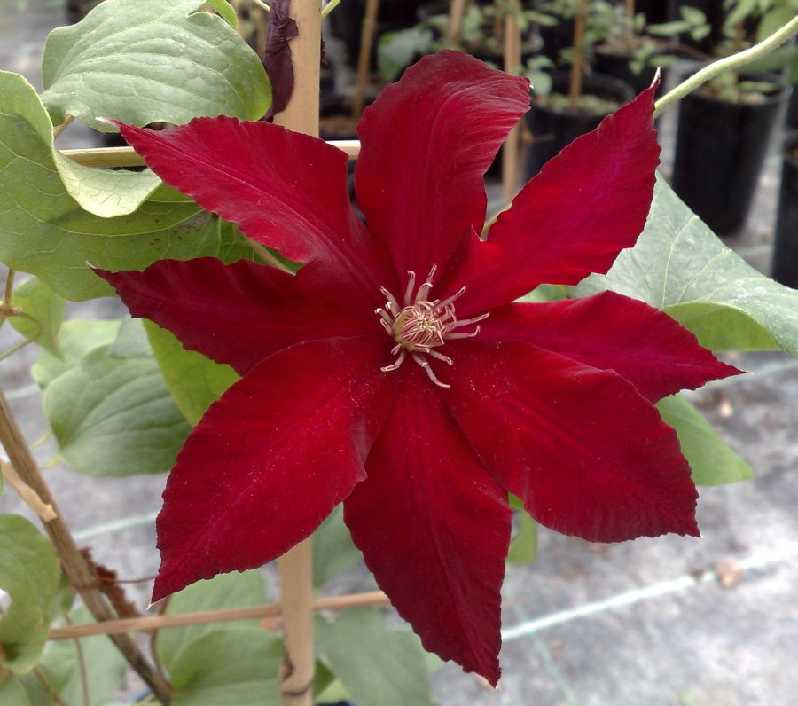 Rebecca Clematis