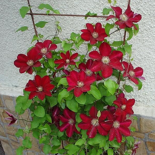 Rebecca Clematis