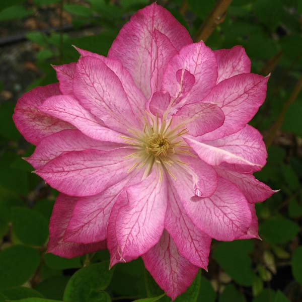 Asao Clematis