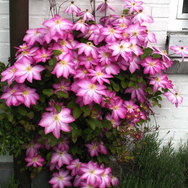 Asao Clematis