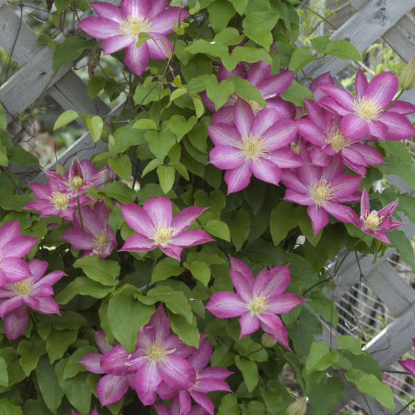 Asao Clematis
