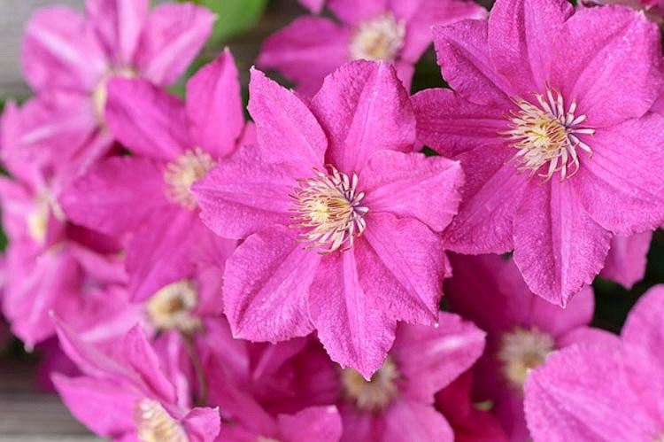 Asao Clematis