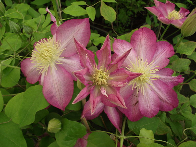 Asao Clematis