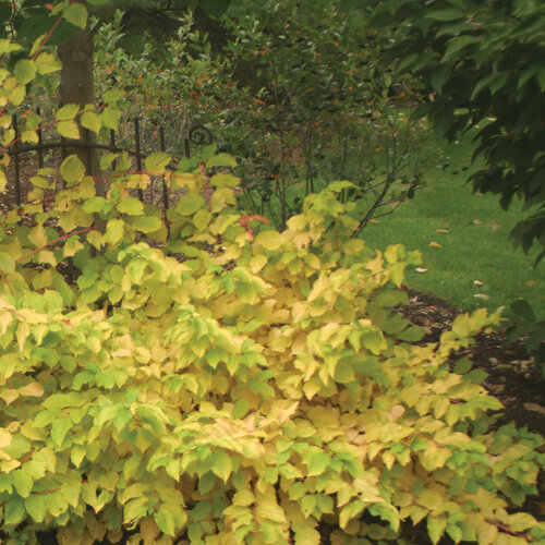 Arctic Sun Yellow Twig Dogwood