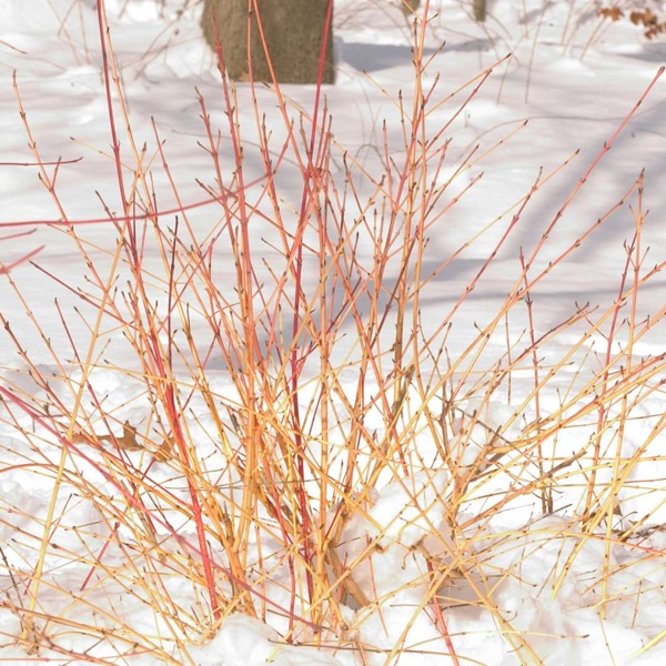 Arctic Sun Yellow Twig Dogwood