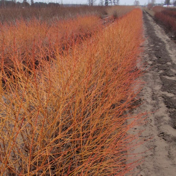 Arctic Sun Yellow Twig Dogwood