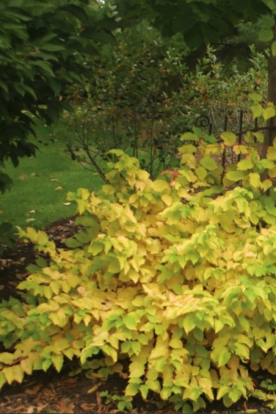 Arctic Sun Yellow Twig Dogwood