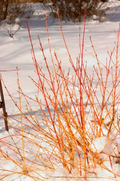 Arctic Sun Yellow Twig Dogwood