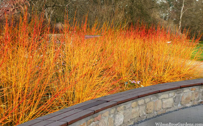 Arctic Sun Yellow Twig Dogwood