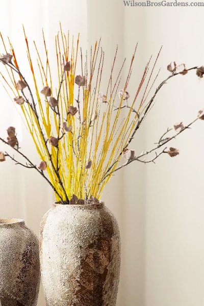 Arctic Sun Yellow Twig Dogwood
