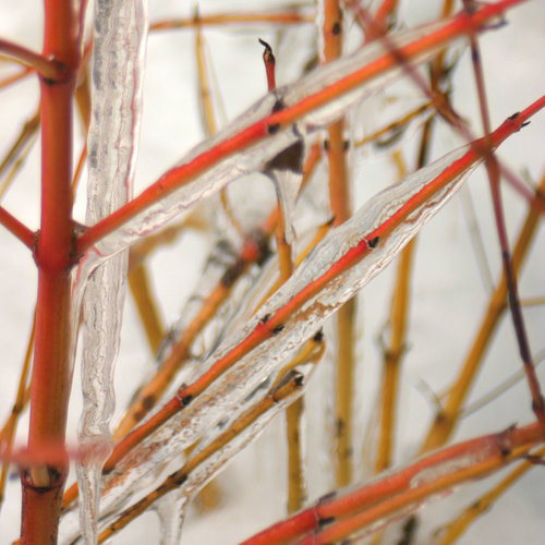 Arctic Sun Yellow Twig Dogwood