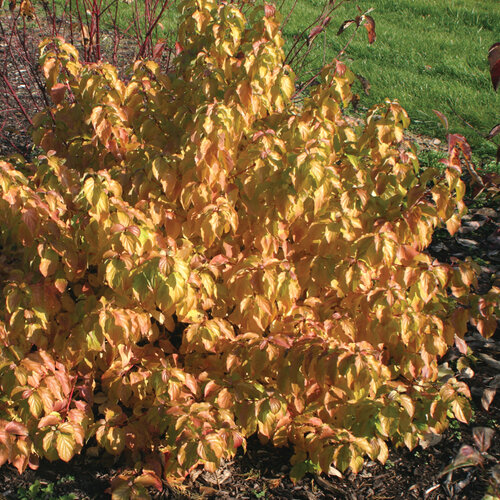 Arctic Sun Yellow Twig Dogwood