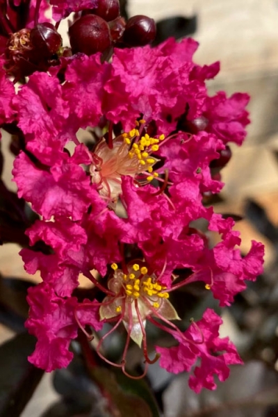 Black Diamond 