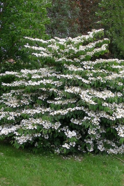 Mariesii Doublefile Viburnum