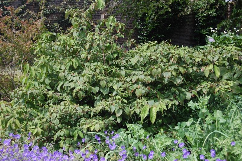 Mariesii Doublefile Viburnum