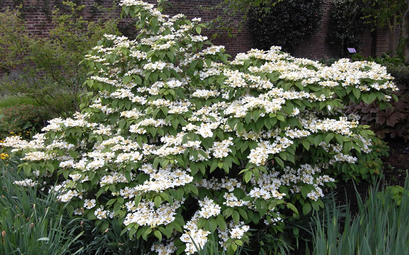 Mariesii Doublefile Viburnum