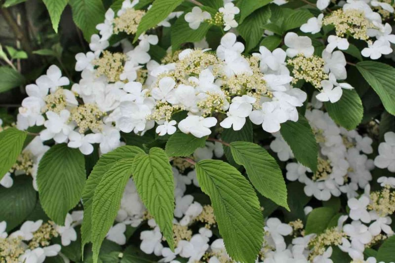 Mariesii Doublefile Viburnum
