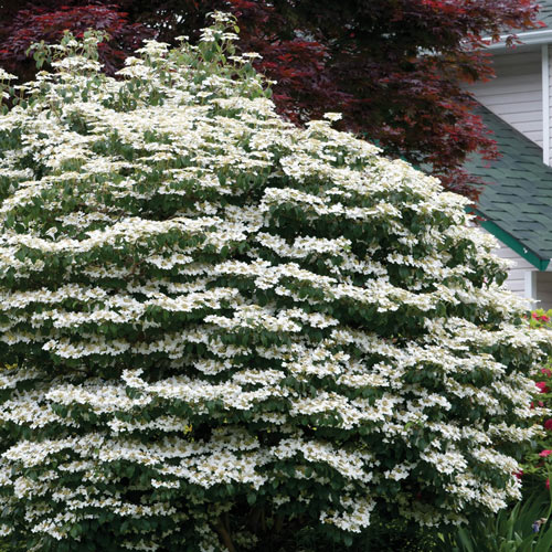 Mariesii Doublefile Viburnum