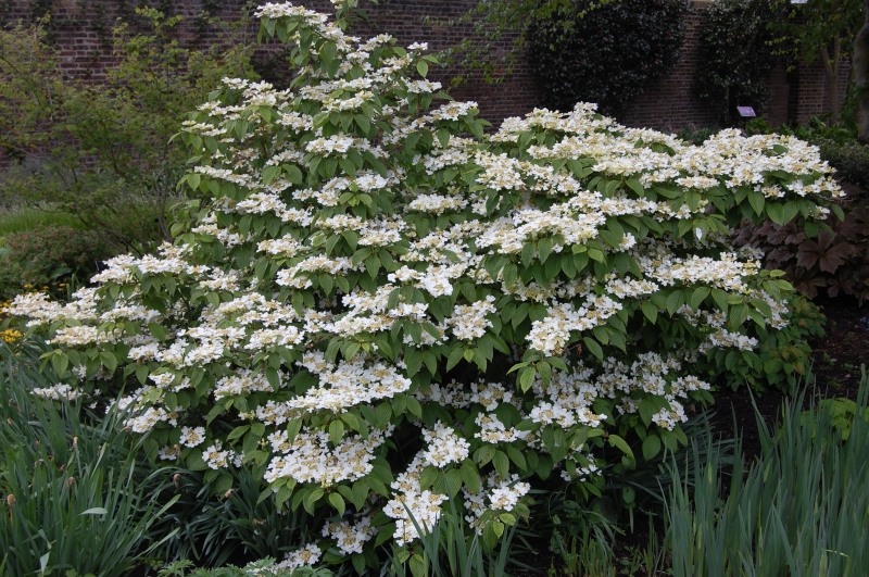 Mariesii Doublefile Viburnum