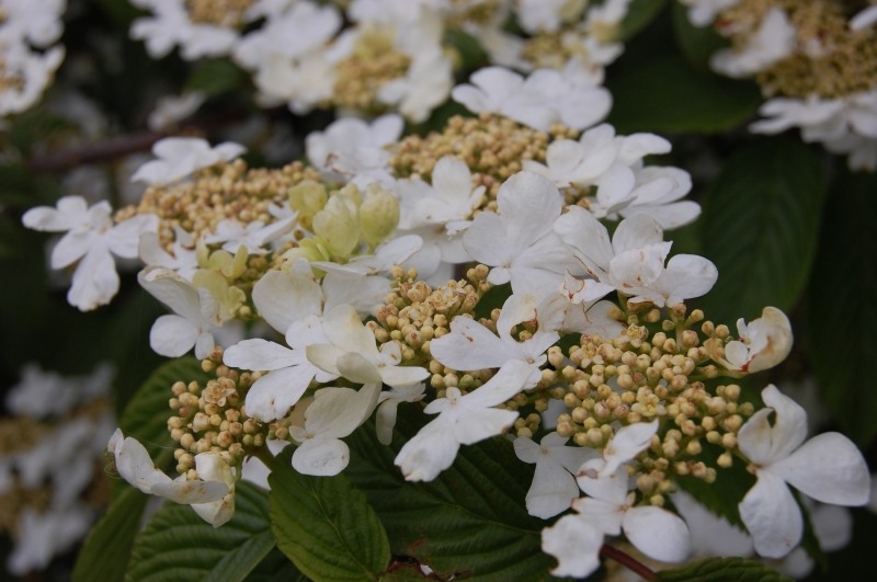 Mariesii Doublefile Viburnum