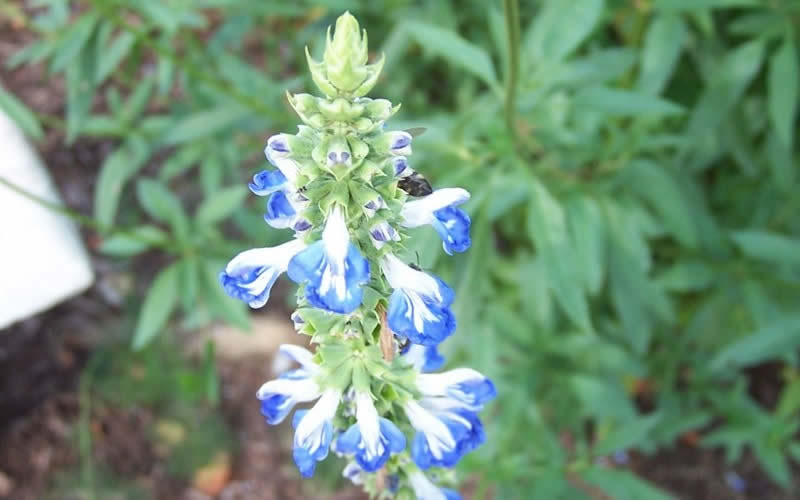 Bog Sage