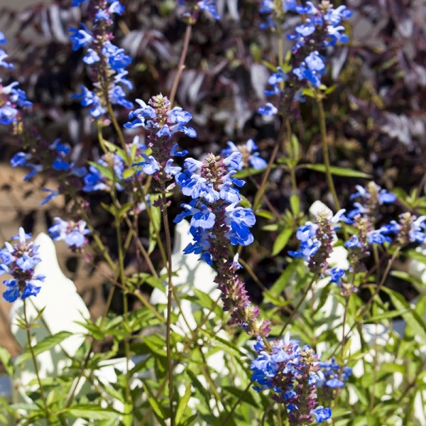Bog Sage