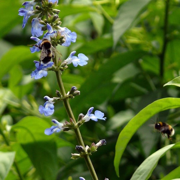 Bog Sage