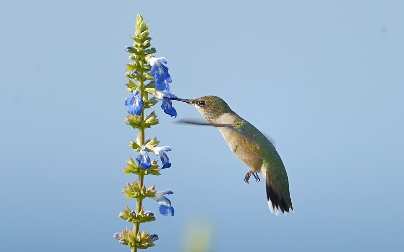 Bog Sage