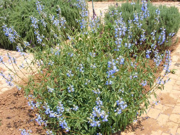 Bog Sage