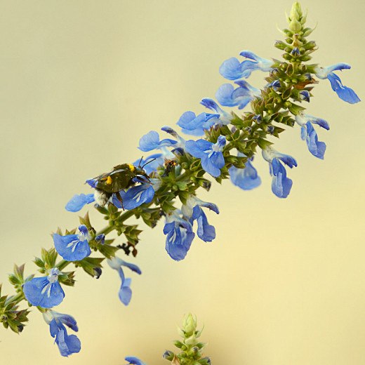 Bog Sage