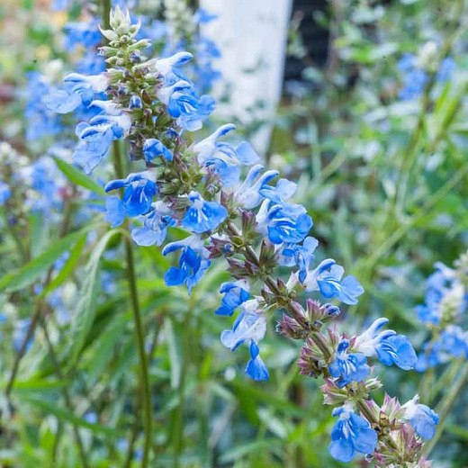 Bog Sage