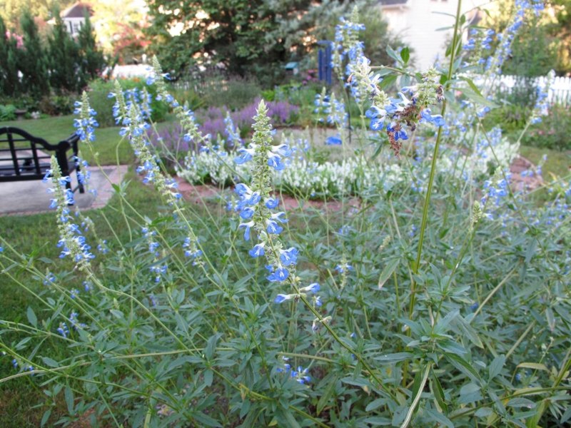 Bog Sage