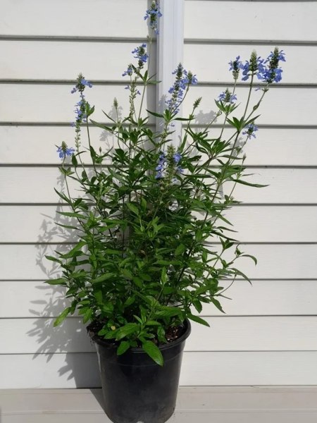 Bog Sage
