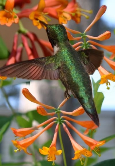 Magnifica Honeysuckle Vine